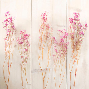Dried Pink Baby's Breath