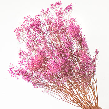 Dried Pink Baby's Breath