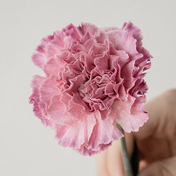 Light Pink Flamingo Wholesale Carnation Stem