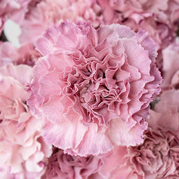 Light Pink Flamingo Wholesale Carnation Up Close
