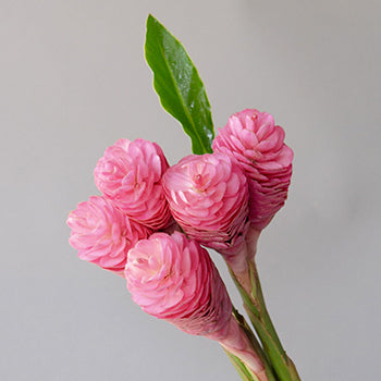 Light Pink Tropical Ginger