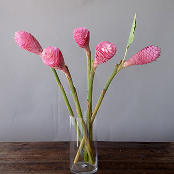 Light Pink Tropical Ginger