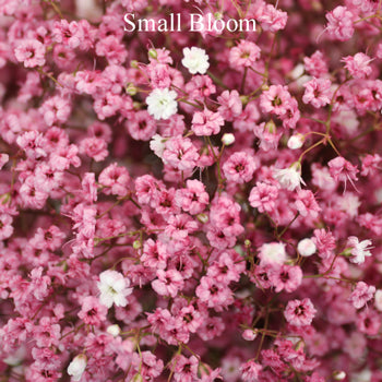 Light Pink Airbrushed Baby's Breath