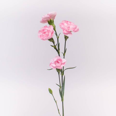 Light Pink Mini Carnation Flower Stem