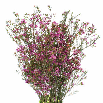 Pink Wax Flower May 16th to November 30 Delivery