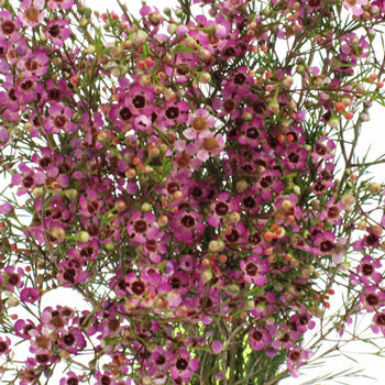 Pink Wax Flower May 16th to November 30 Delivery