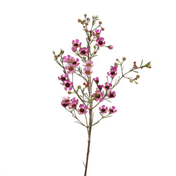 Pink Wax Flower May 16th to November 30 Delivery