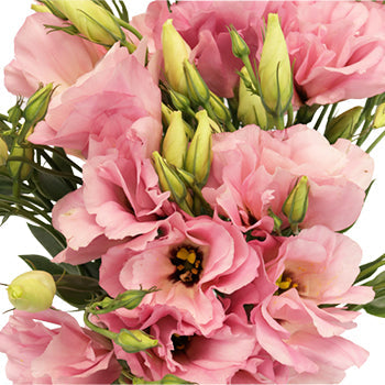 Pink Designer Lisianthus Flower