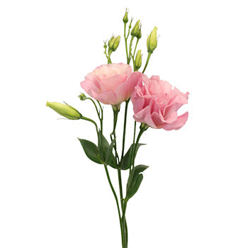 Pink Designer Lisianthus Flower