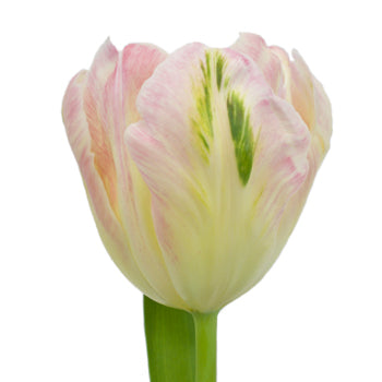 Light Pink Parrot Lady Tulips Wholesale Flower Side Stem
