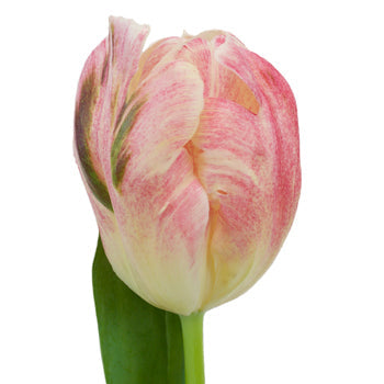 Light Pink Parrot Lady Tulips Wholesale Flower Up close