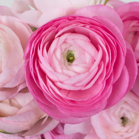 Light Pink Ranunculus Flower Up Close