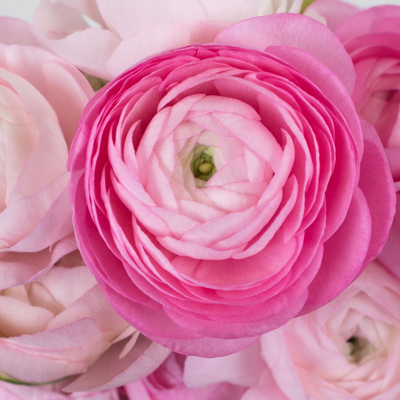 Light Pink Ranunculus Flower Up Close