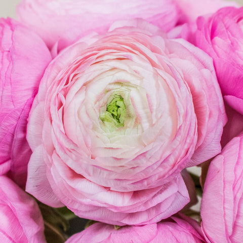 Light Pink Ranunculus Wholesale Flower Upclose