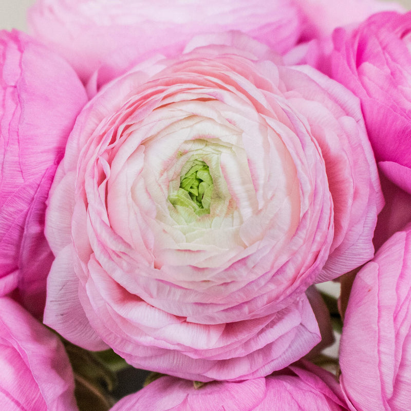 Light Pink Ranunculus Wholesale Flower Upclose