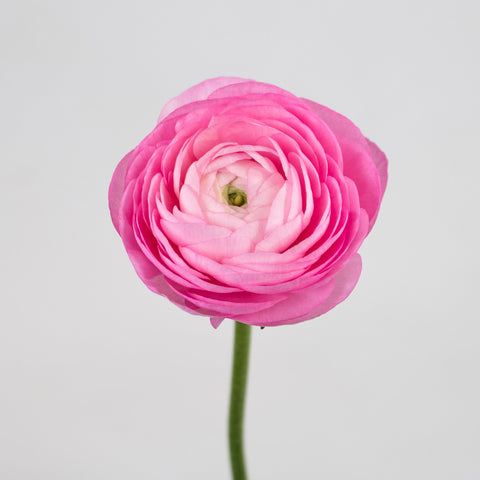 Light Pink Ranunculus Flower Stem