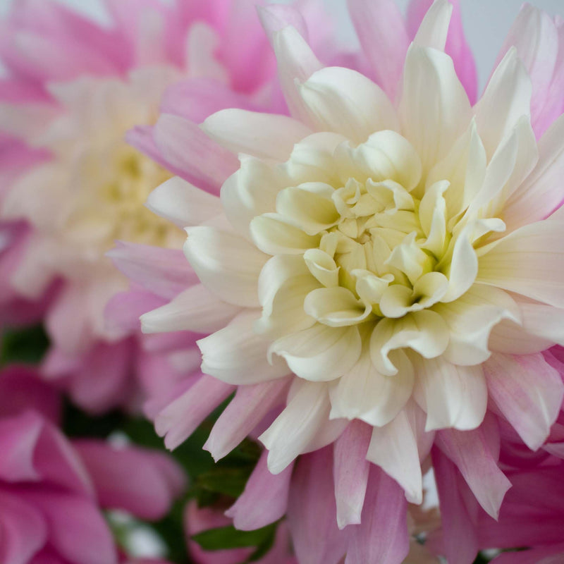 Light Pink Snow Petals Dahlia Flower Up Close