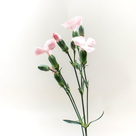 Light Pink Gil Solomio Stem