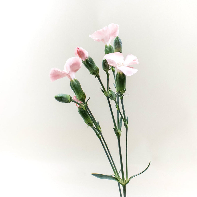 Light Pink Gil Solomio Stem