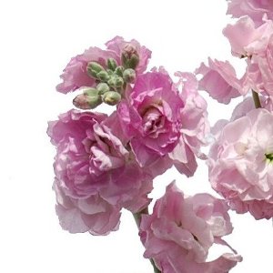 Light Pink Spray Stock Wholesale Flower Upclose