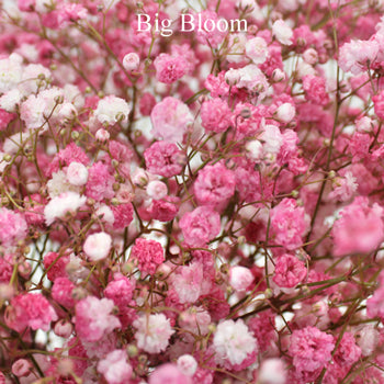 Light Pink Airbrushed Baby's Breath