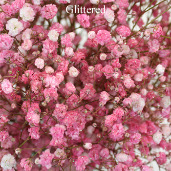 Light Pink Airbrushed Baby's Breath