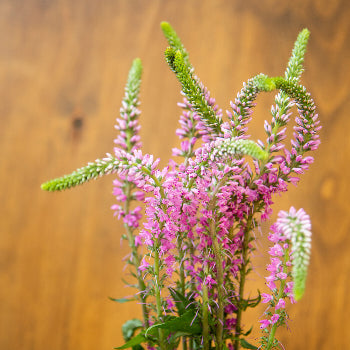 Veronica Flower Light Pink