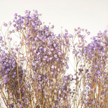 Dried Baby's Breath Flower Soft Purple