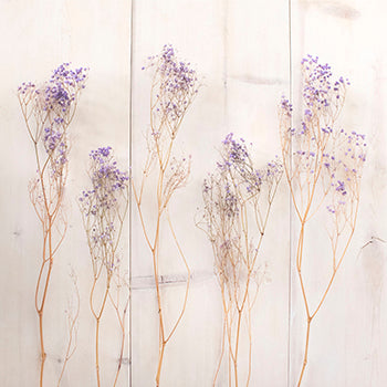 Dried Baby's Breath Flower Soft Purple