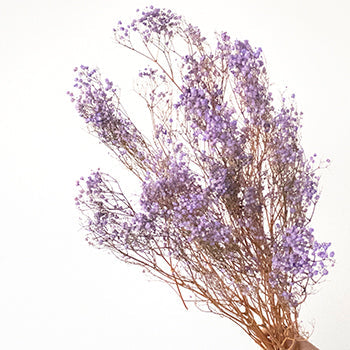 Dried Baby's Breath Flower Soft Purple