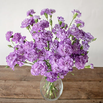 Light Purple Mini Carnation Flowers In a vase