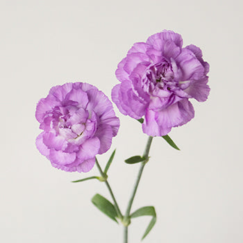 Light Purple Mini Carnation Stem