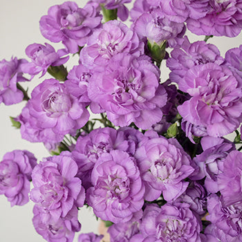 Light Purple Mini Wholesale Carnations Up close
