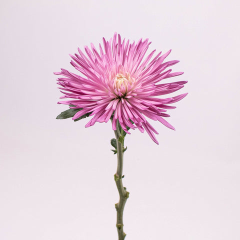 Lilac Spider Mum Flower Stem