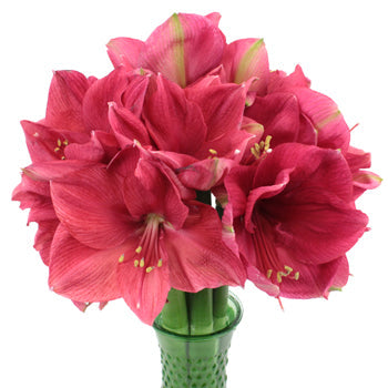 Pink Berry Amaryllis Flower