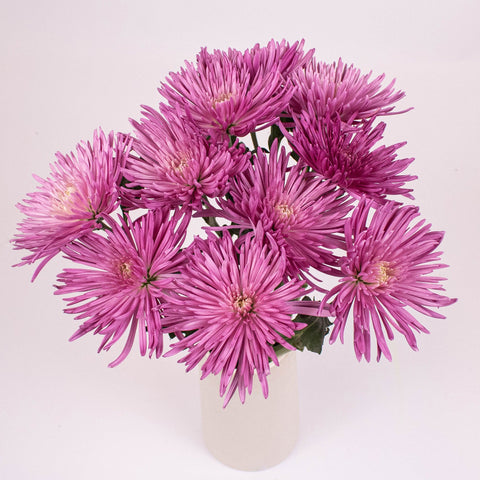 Lilac Spider Mum Flower Bunch in Vase