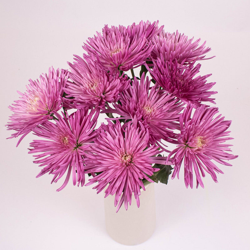 Lilac Spider Mum Flower Bunch in Vase