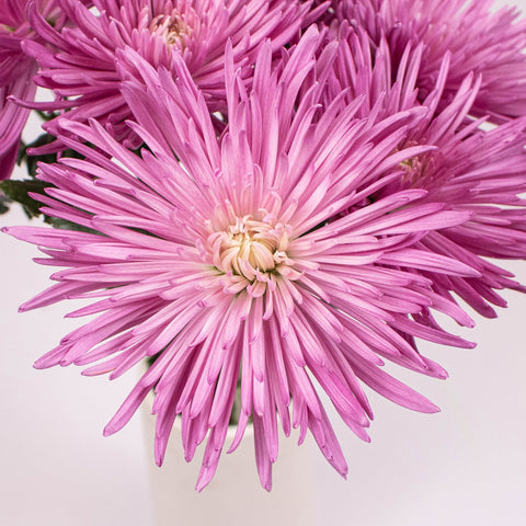 Lilac Spider Mum Flower Up Close