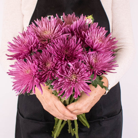 Lilac Spider Mum Flower Bunch in Hand