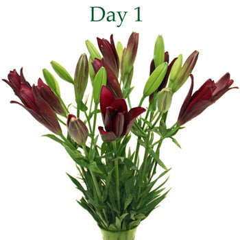 Cranberry Dust Hybrid Lily