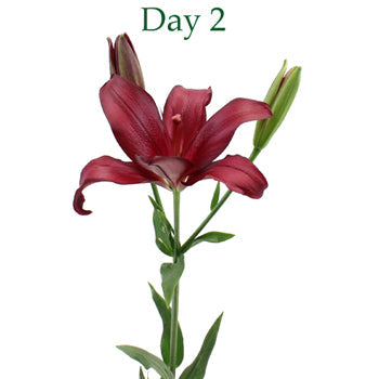 Cranberry Dust Hybrid Lily