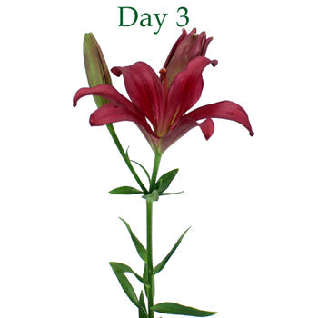 Cranberry Dust Hybrid Lily