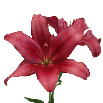 Cranberry Dust Hybrid Lily