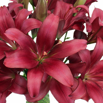 Cranberry Dust Hybrid Lily