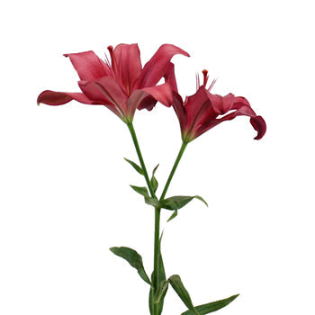 Cranberry Dust Hybrid Lily