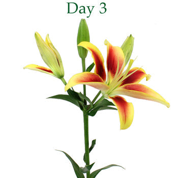 Kaveri LA Hybrid Lilies
