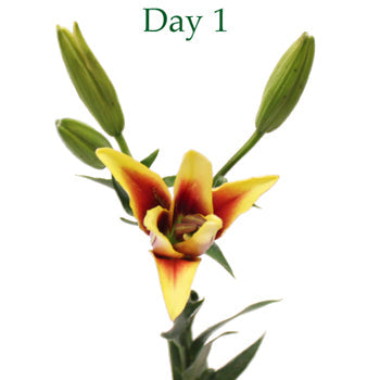 Kaveri LA Hybrid Lilies