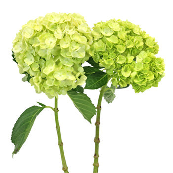 Lime Green Hydrangea Double Stem View