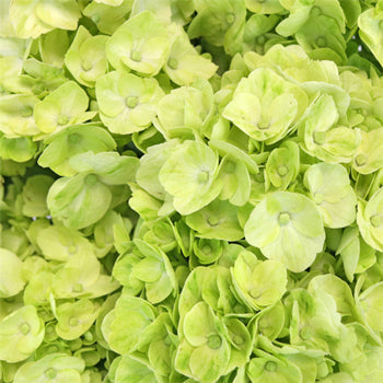Lime Green Hydrangea Wholesale Flower Up close