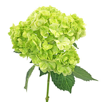 Lime Green Hydrangea Stem View